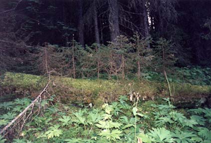 Large lying logs are the main basis for vegetation recovery
