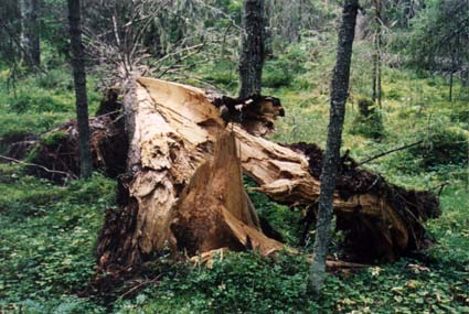 Fir affected with root disease