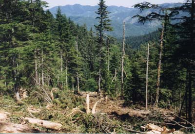 These slopes burn once in a few years. The forest doesn't restore here any more