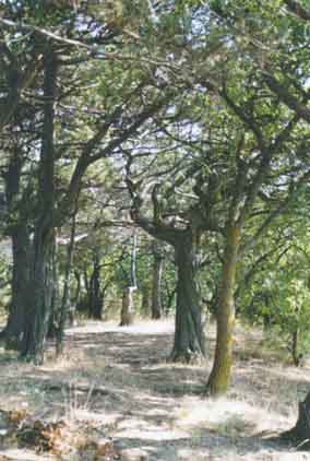 The pistachio-junipera grove in Utrish