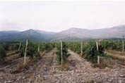 Grape groves near Novorossiisk