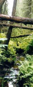 Old-growth forest in Basegi reserve, Northern Ural