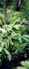 Old-growth forest in Komi Republic