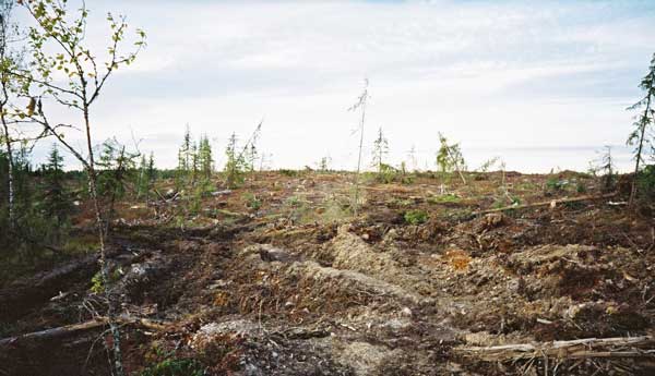 A typical Russian clearcut.