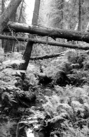 Old-growth forest (Komi Republic, Russia).
Photo: Natalia Zakharova.
