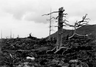 Barren ground - forests killed by airborne pollution of Severonikel Plant near Monchegorsk 
(Murmansk Oblast, Russia). Photo: Konstantin Kobyakov.