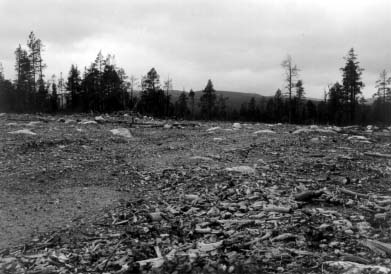 'Selective logging' in subtundra forests, where final felling is officially prohibited in Tuliyoki Area
(Murmansk Oblast, Russia). Photo: Konstantin Kobyakov.