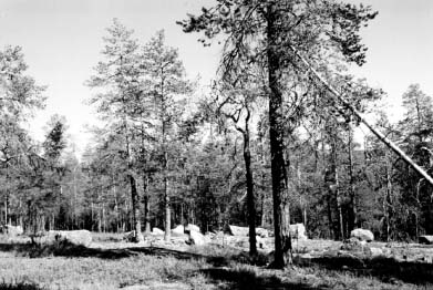 Pine forest in Kalevala area (Karelia Republic, Russia).
Photo: Alexei Yaroshenko.
