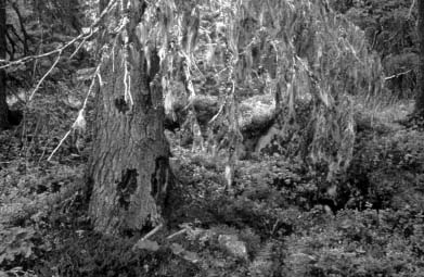 Spruce with epiphytic lichens and trace of black woodpecker (Holmvassdalen, Norway). 
Photo: Bettina Heilmann.
