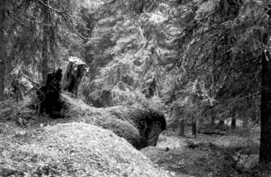 Finnish old-growth forest (Ahiola/Suomussalmi, Finland).
Photo: Eberhard Weckenmann.