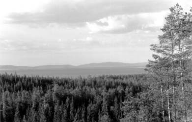 Forest near the Lake Pyaozero (Karelia Republic, Russia).
Photo: Mikhail Karpachevskiy.