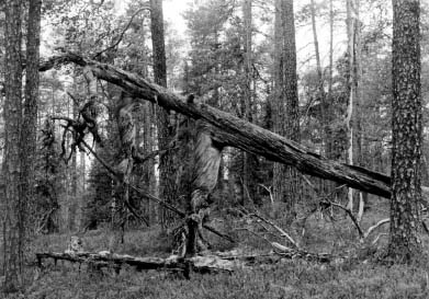 Old-growth forest in Panskie Tundry Area (Murmansk Oblast, Russia).
Photo: Konstantin Kobyakov.