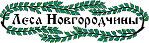 Леса Новгородчины