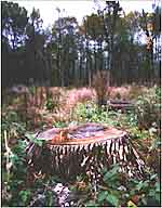 Stumps left in unique forests