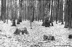 Stumps left in unique forests