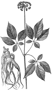 Ginseng