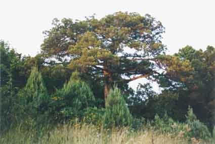 Junipers near Novorossiisk