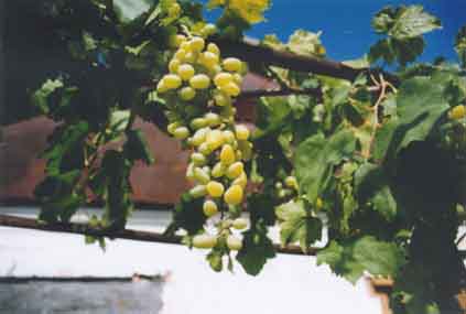 Grapes