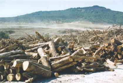 Juniper logs at the site