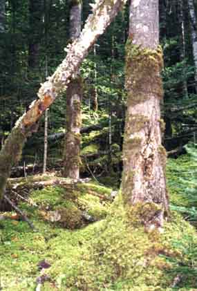 Oldgrowth Fir Forest in the Zhamasu Creek valley
