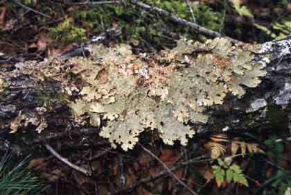 Lobaria pulmonaria - a red-listed species in Russia widespread within the Sukpai Watershed